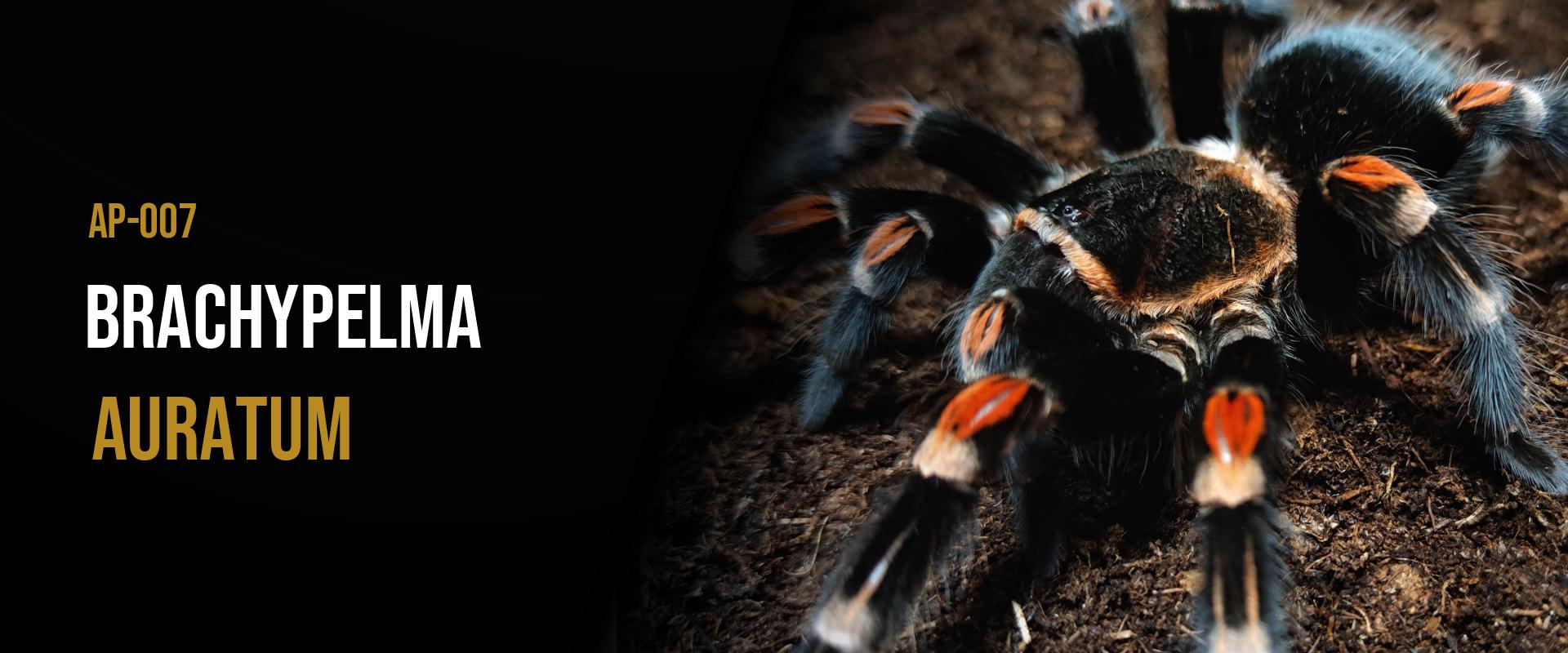 Brachypelma auratum